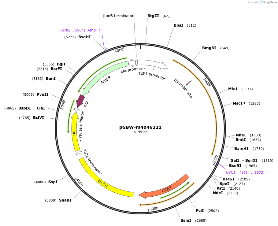 149021-plasmid-map-sequence-id-291474