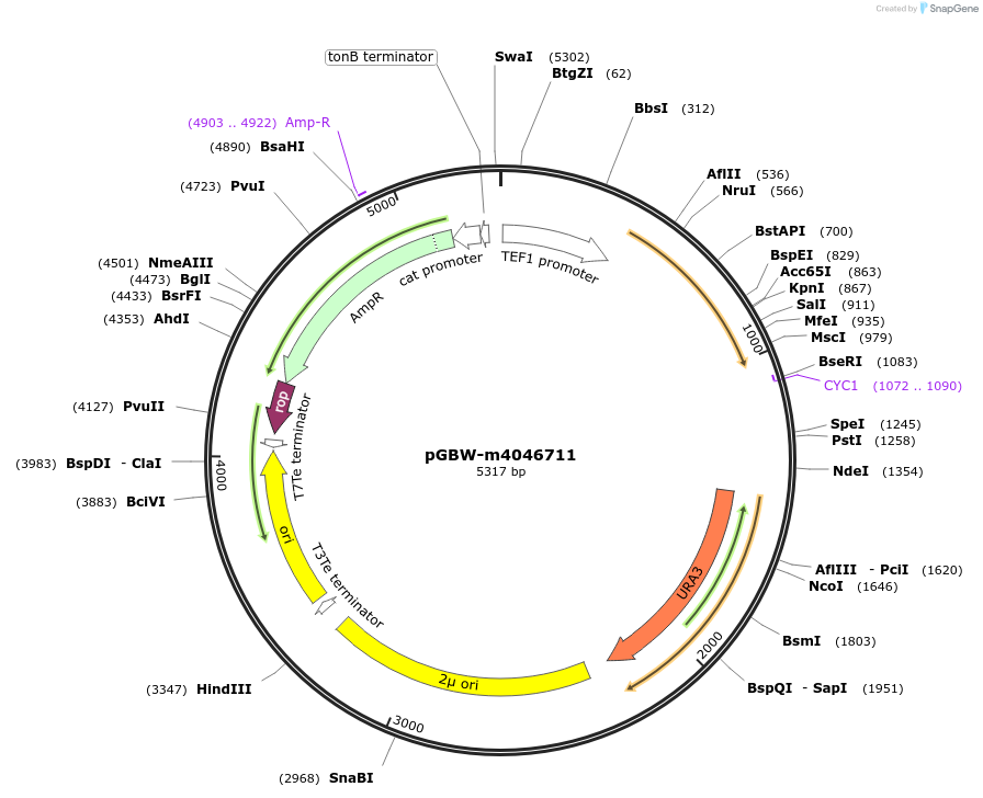 149183-plasmid-map-sequence-id-291636