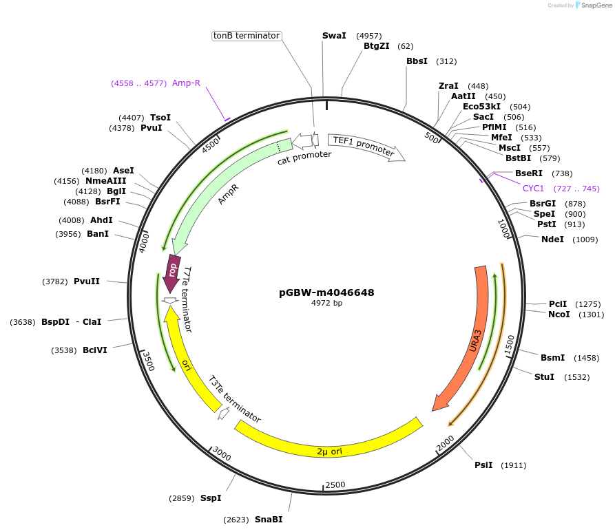 149191-plasmid-map-sequence-id-291644