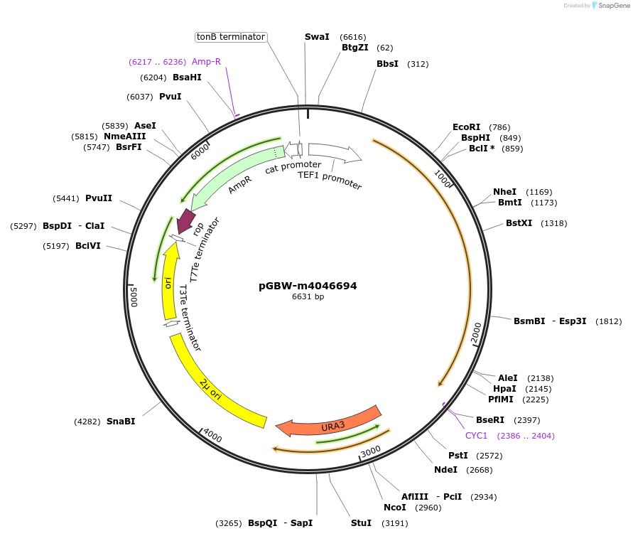 149222-plasmid-map-sequence-id-291675