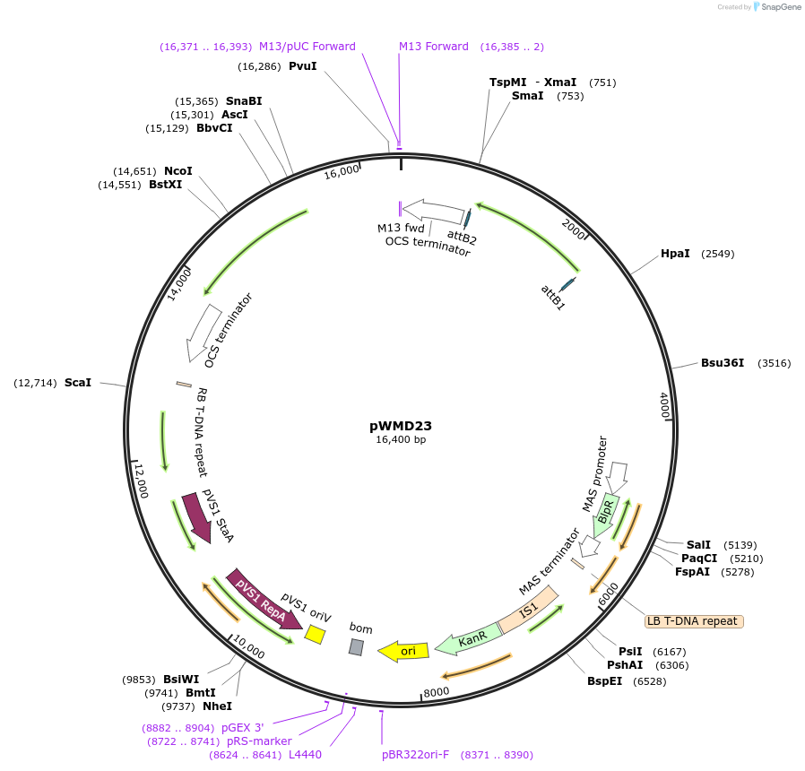 140006-plasmid-map-sequence-id-291721
