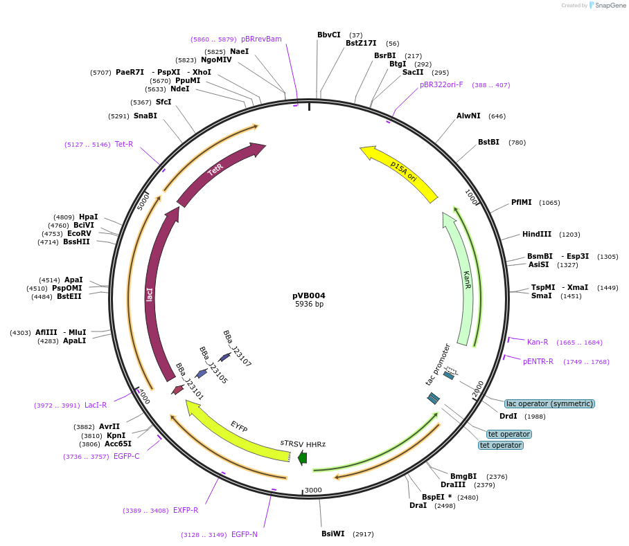 127188-plasmid-map-sequence-id-291745