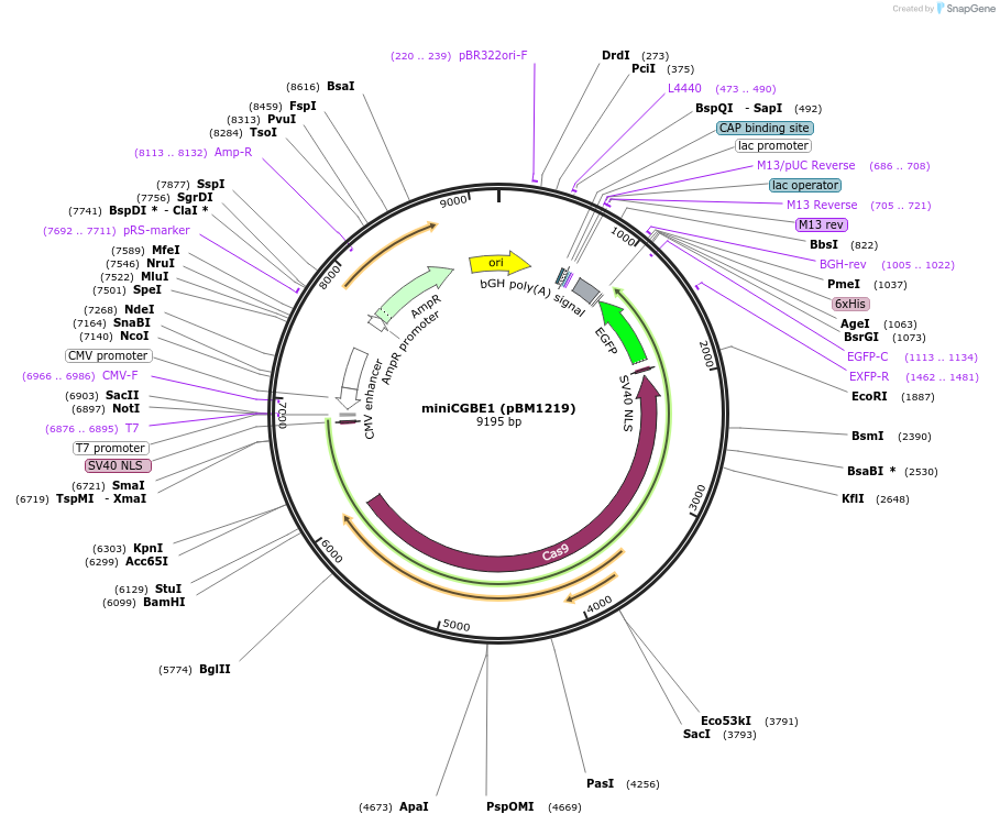 140253-plasmid-map-sequence-id-291771