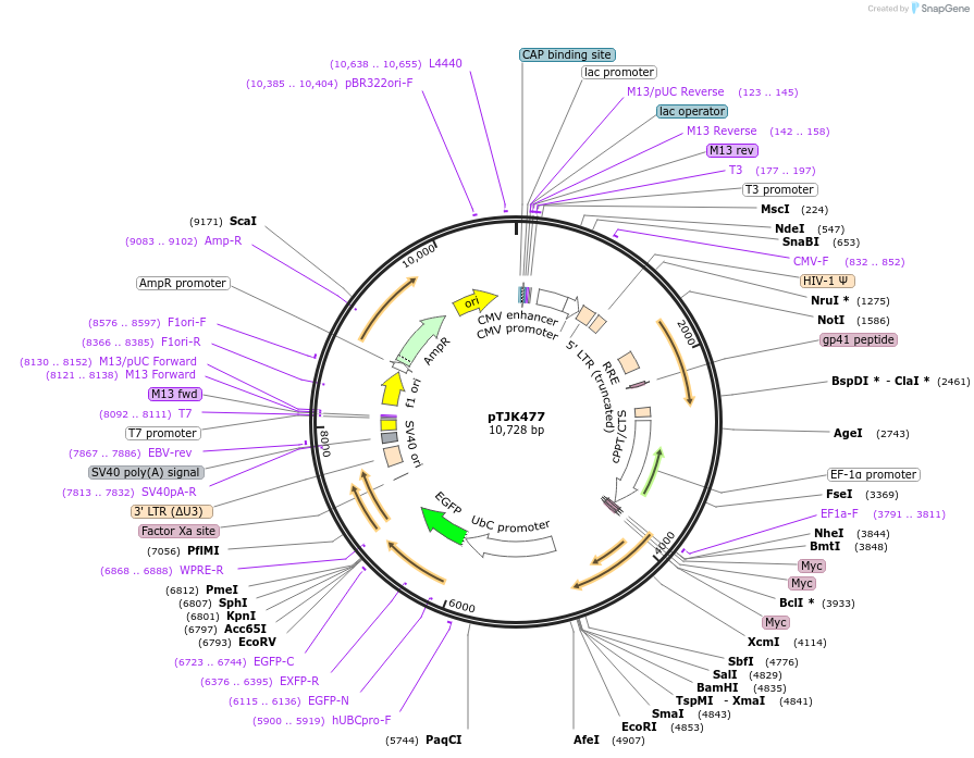 138005-plasmid-map-sequence-id-291774