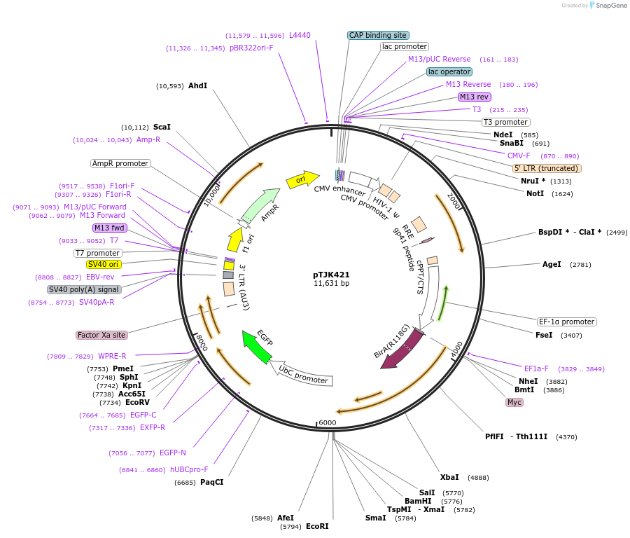 138007-plasmid-map-sequence-id-291775
