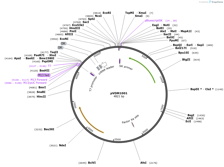 134660-plasmid-map-sequence-id-291783