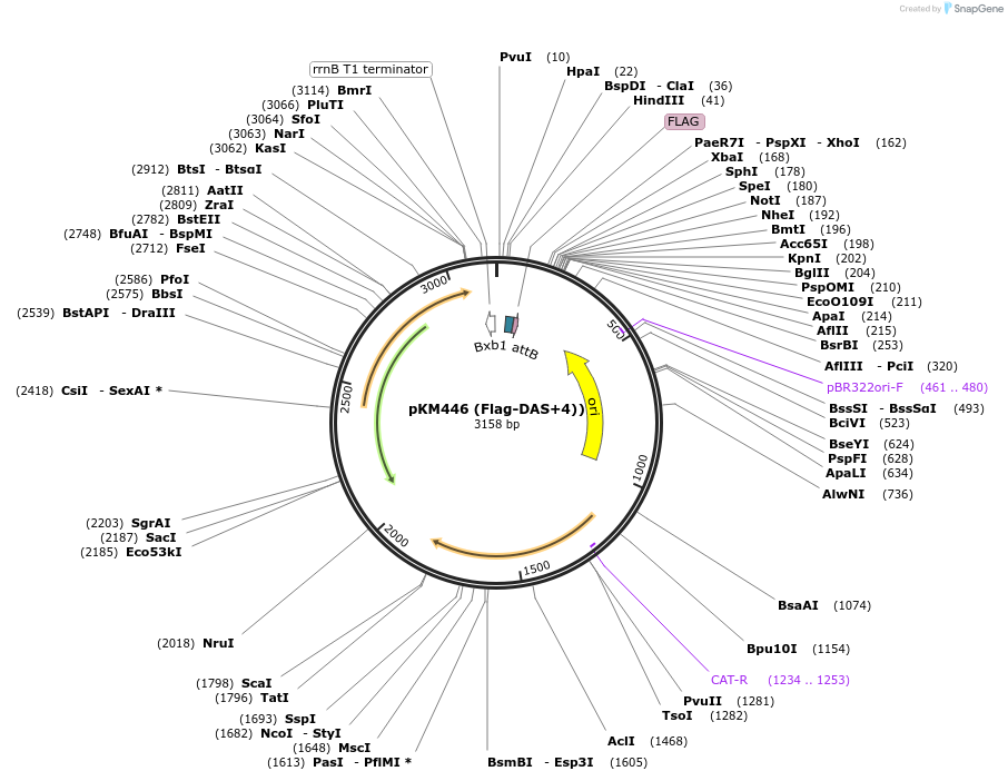 108321-plasmid-map-sequence-id-291818