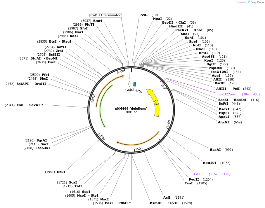 108322-plasmid-map-sequence-id-291820
