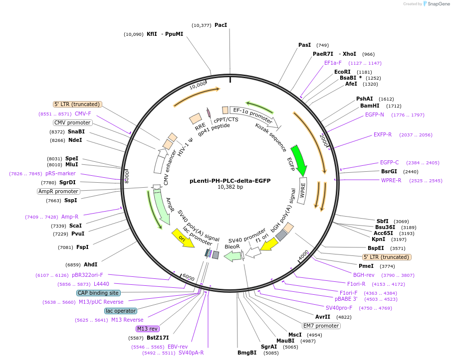 136998-plasmid-map-sequence-id-291838