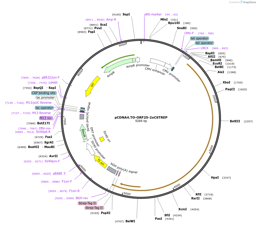 136185-plasmid-map-sequence-id-291845