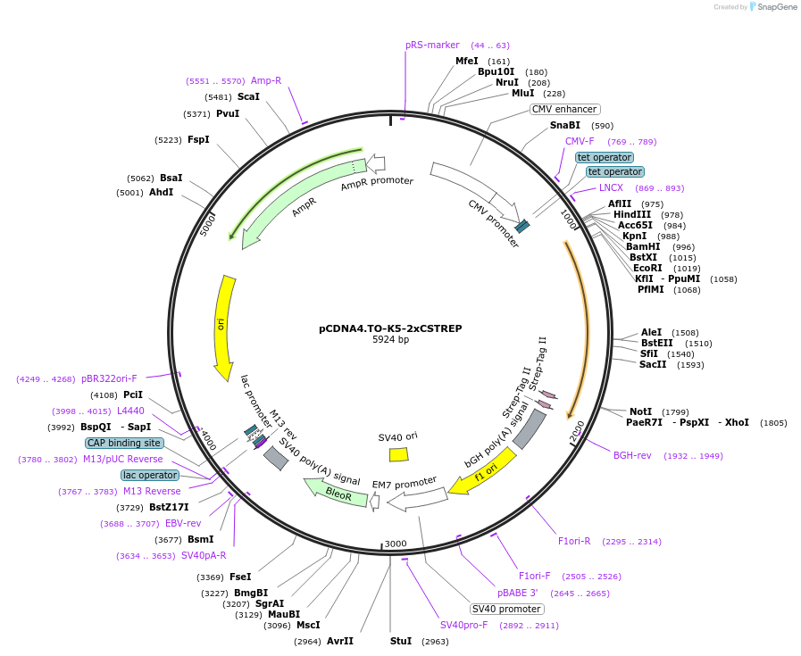 136154-plasmid-map-sequence-id-291853