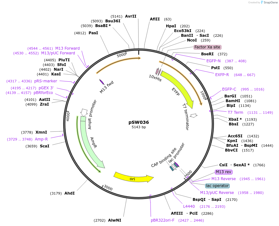 140034-plasmid-map-sequence-id-291855