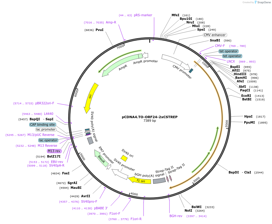 136184-plasmid-map-sequence-id-291857