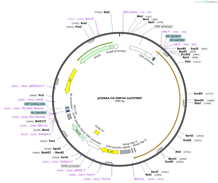 136205-plasmid-map-sequence-id-291859