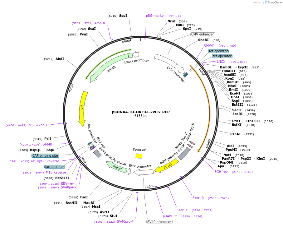 136194-plasmid-map-sequence-id-291864