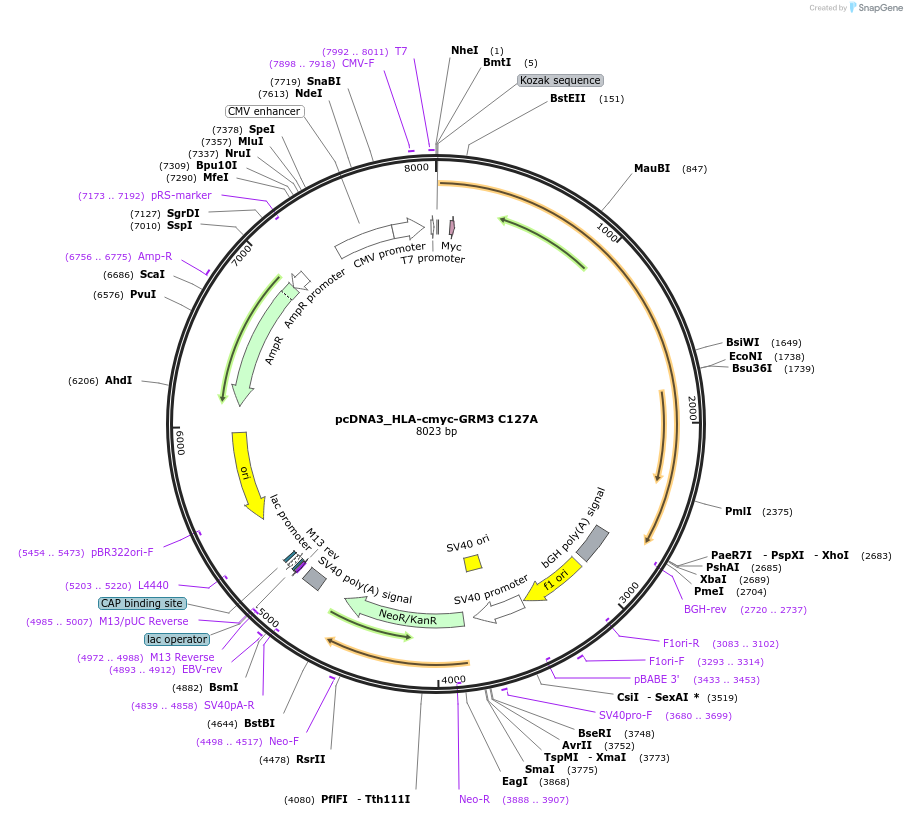 140451-plasmid-map-sequence-id-291874