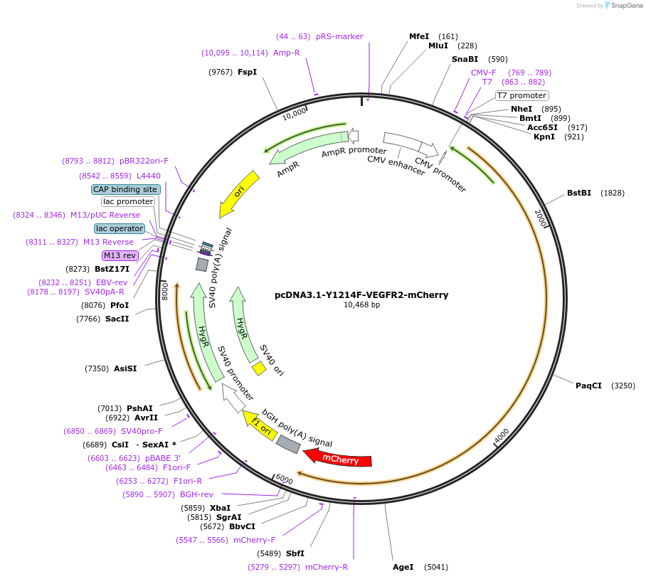 139609-plasmid-map-sequence-id-291875