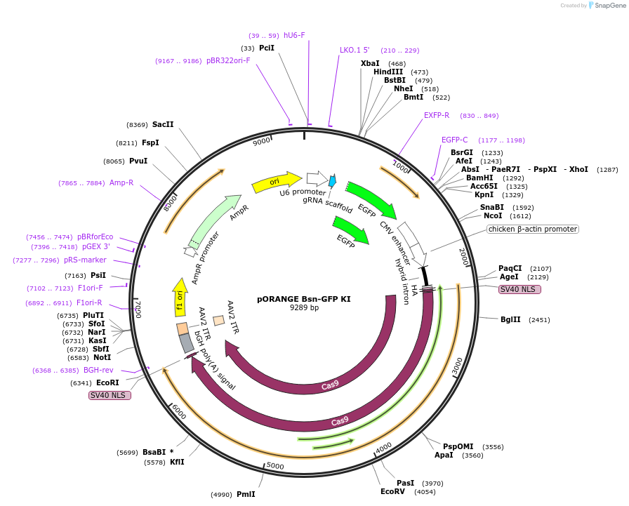 139665-plasmid-map-sequence-id-291876