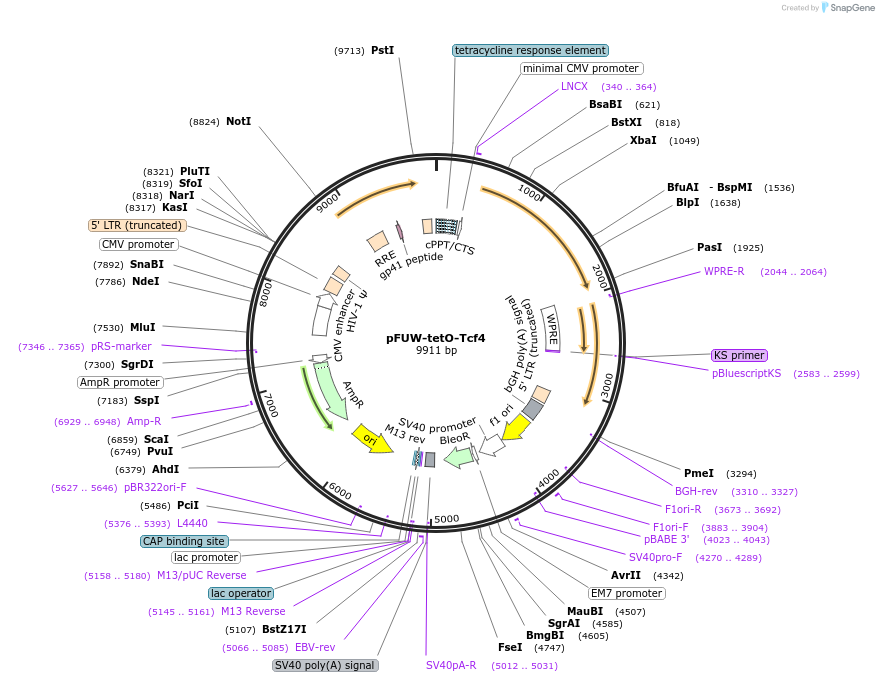 139806-plasmid-map-sequence-id-291880