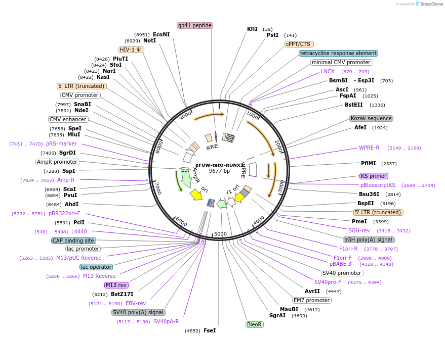 139812-plasmid-map-sequence-id-291885