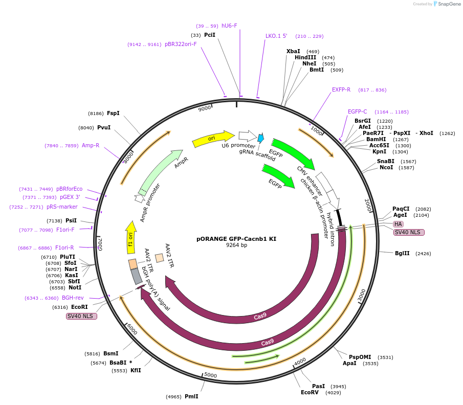 139660-plasmid-map-sequence-id-291898