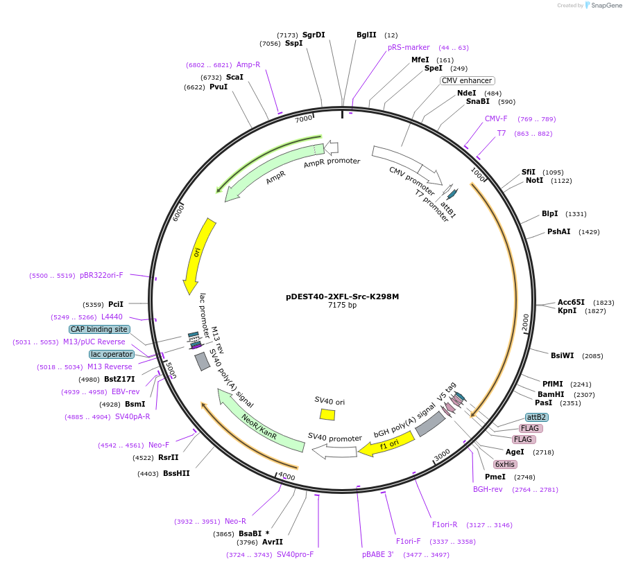 140315-plasmid-map-sequence-id-291901