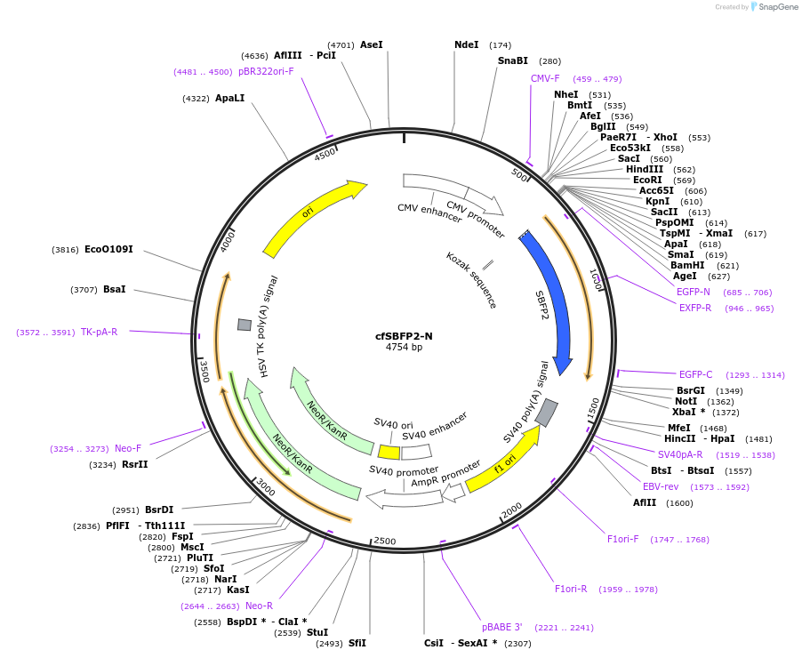 110633-plasmid-map-sequence-id-291909