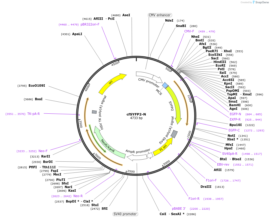 110631-plasmid-map-sequence-id-291941