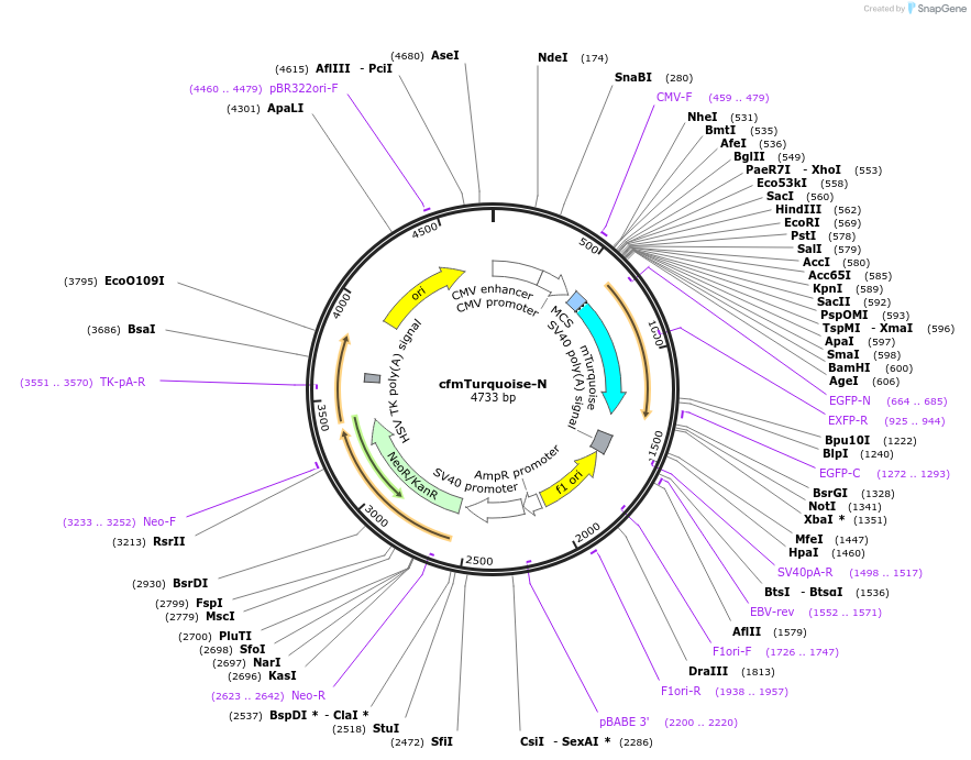 139284-plasmid-map-sequence-id-291944