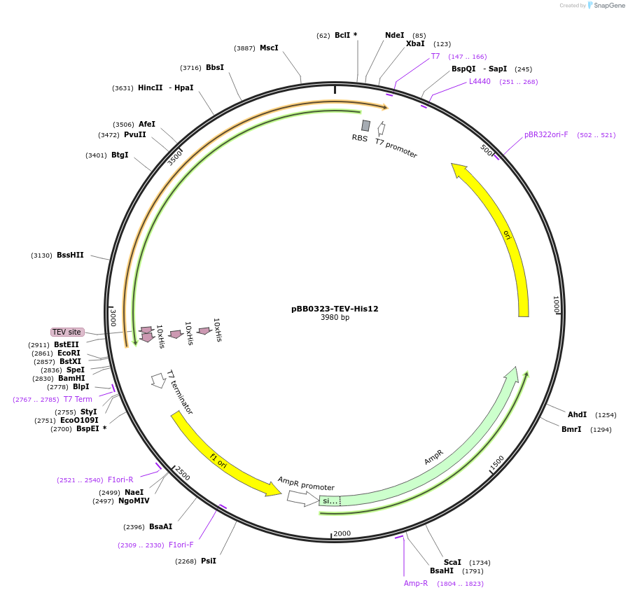 137039-plasmid-map-sequence-id-291948