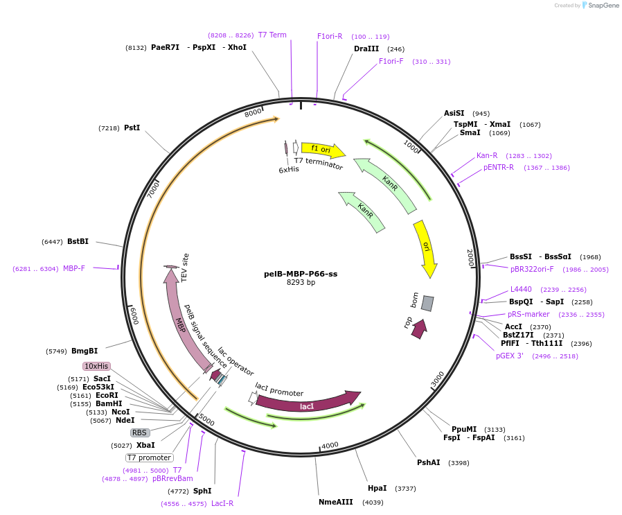 137045-plasmid-map-sequence-id-291951