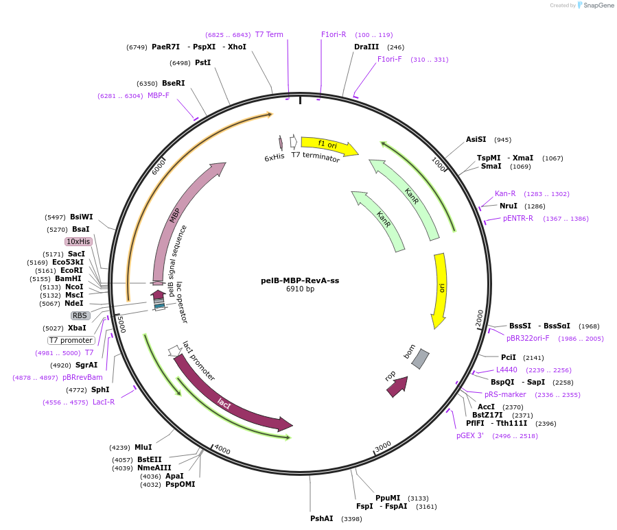 137064-plasmid-map-sequence-id-291953