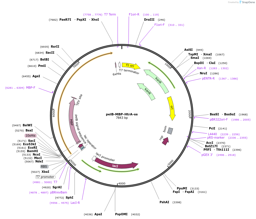137066-plasmid-map-sequence-id-291956