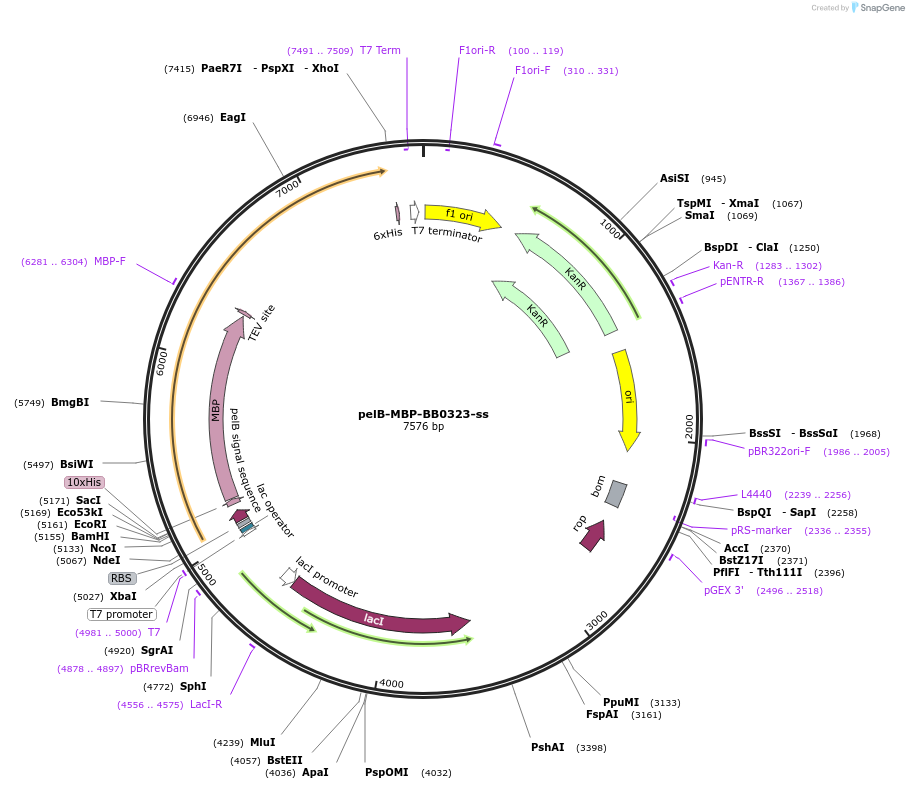 137067-plasmid-map-sequence-id-291957