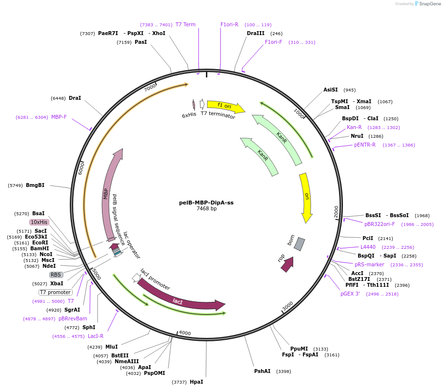 137068-plasmid-map-sequence-id-291958