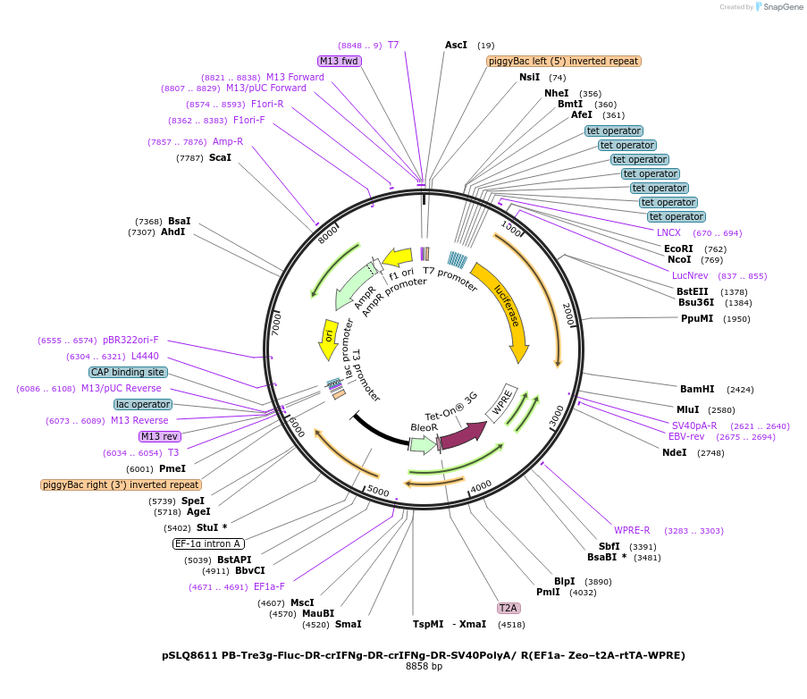 140226-plasmid-map-sequence-id-291987