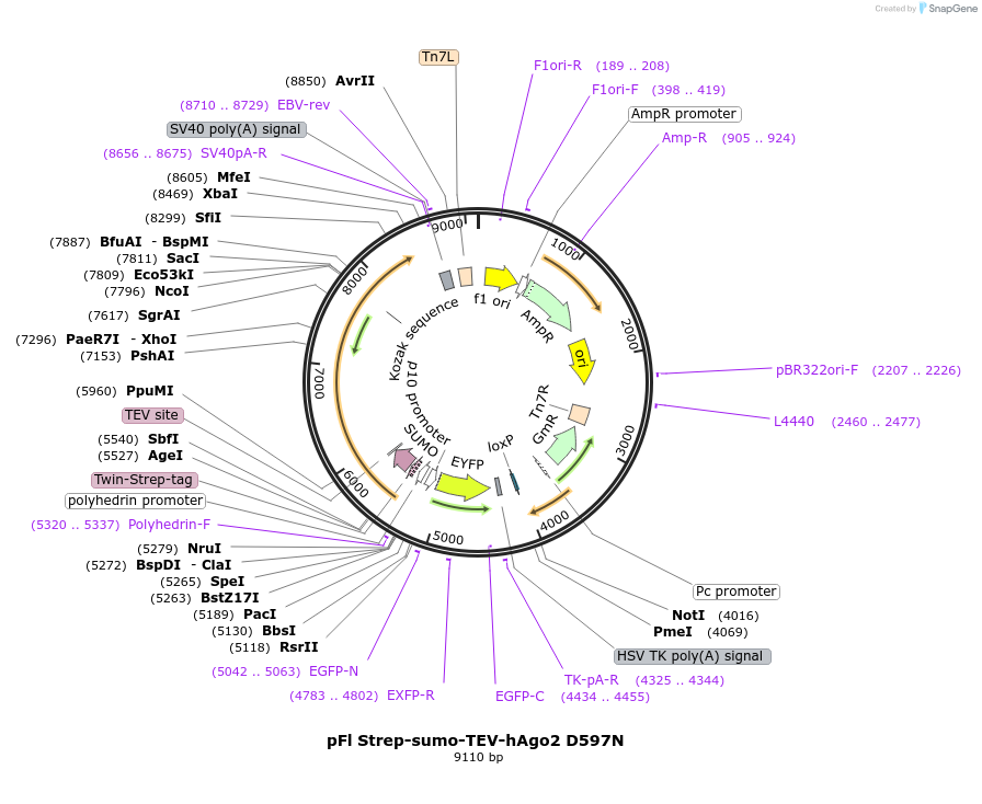 136236-plasmid-map-sequence-id-291989
