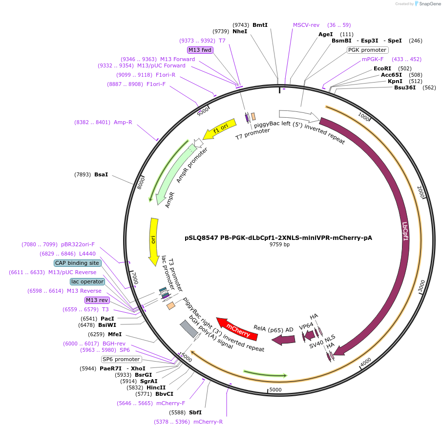 140220-plasmid-map-sequence-id-291993