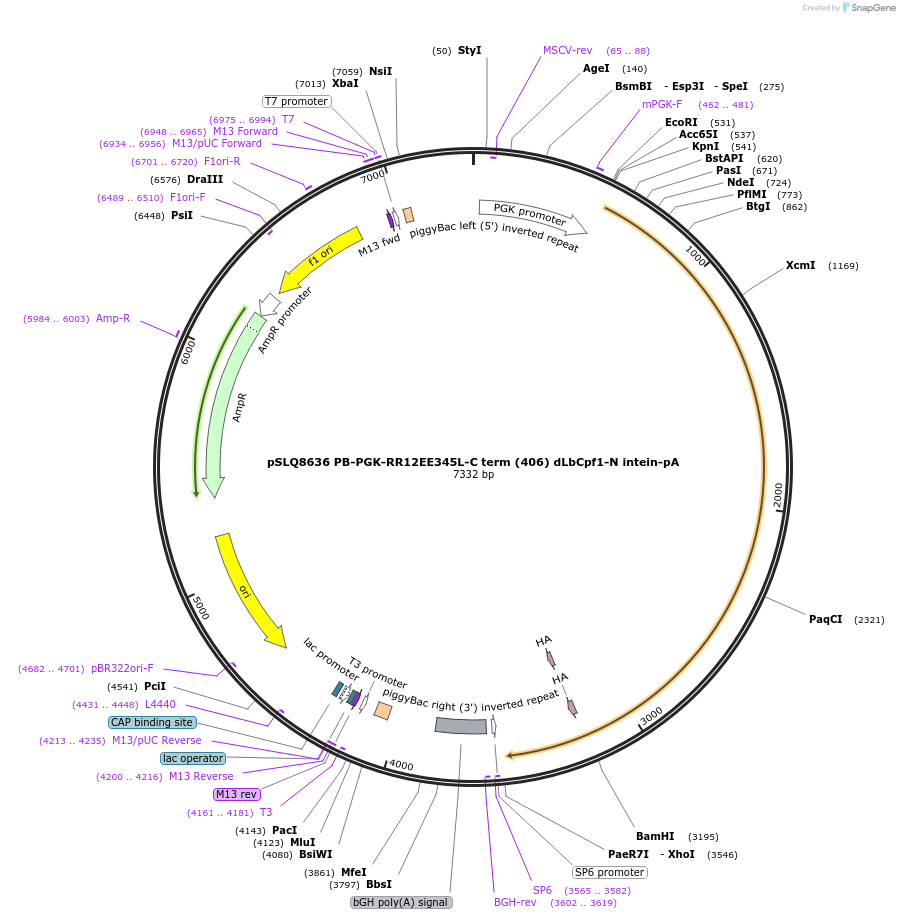 140223-plasmid-map-sequence-id-292003