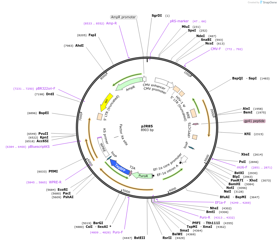 140095-plasmid-map-sequence-id-292013
