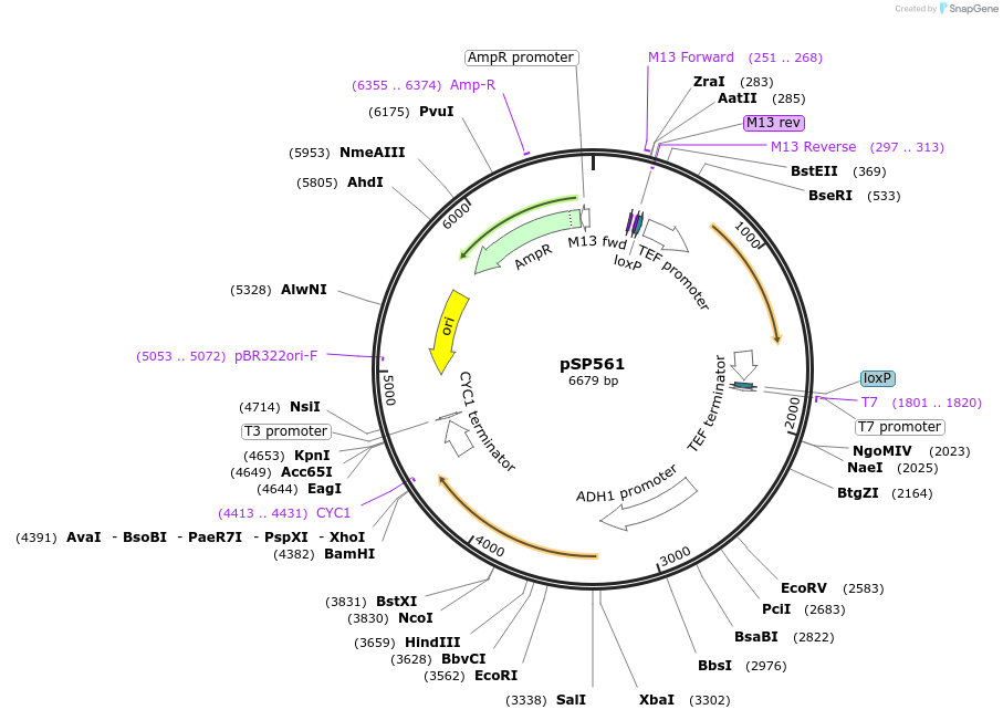 139497-plasmid-map-sequence-id-292015