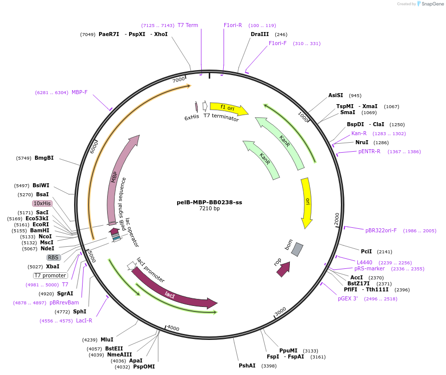 137046-plasmid-map-sequence-id-292071