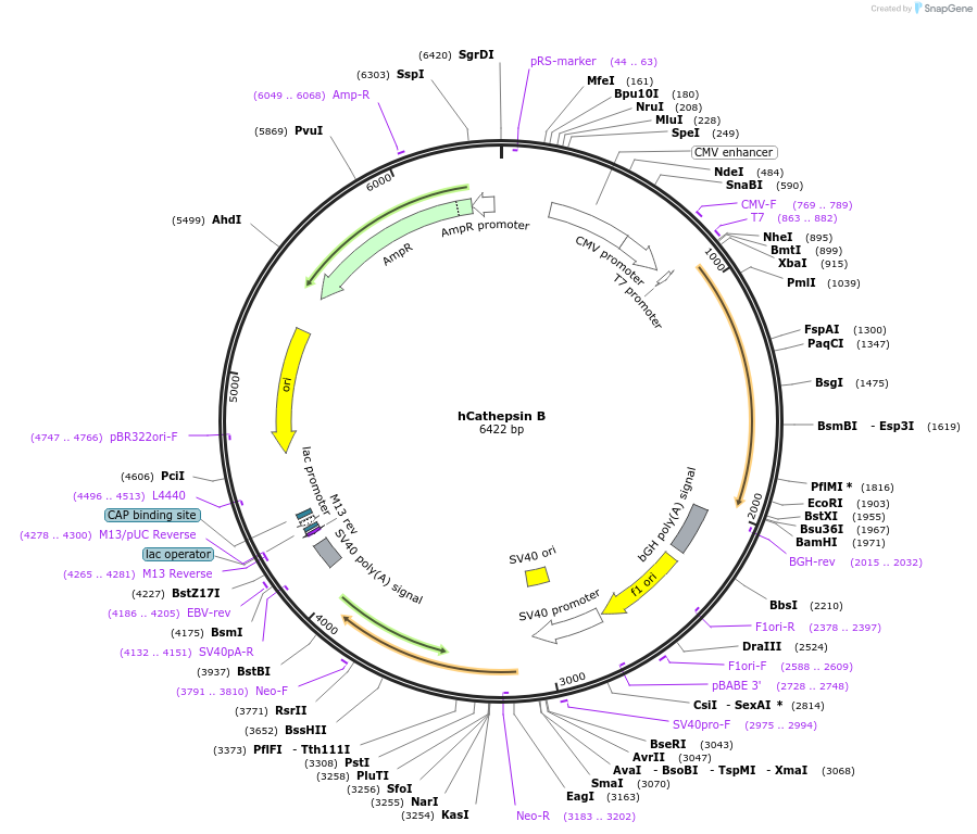 11249-plasmid-map-sequence-id-292080
