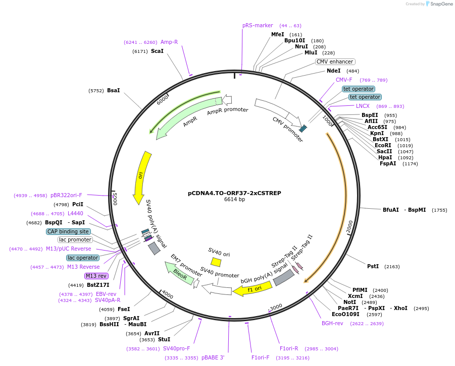 136198-plasmid-map-sequence-id-292097