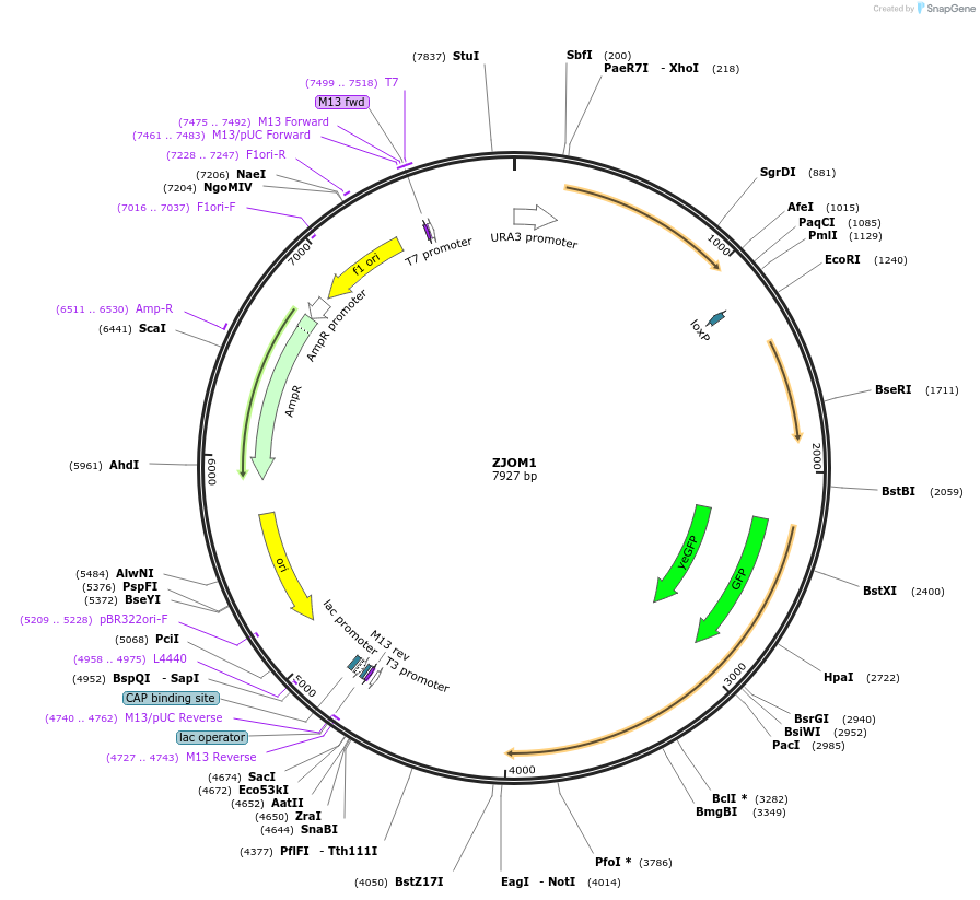 133632-plasmid-map-sequence-id-292100