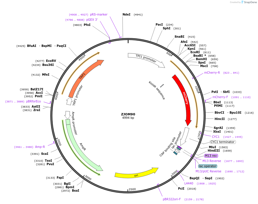 133647-plasmid-map-sequence-id-292102