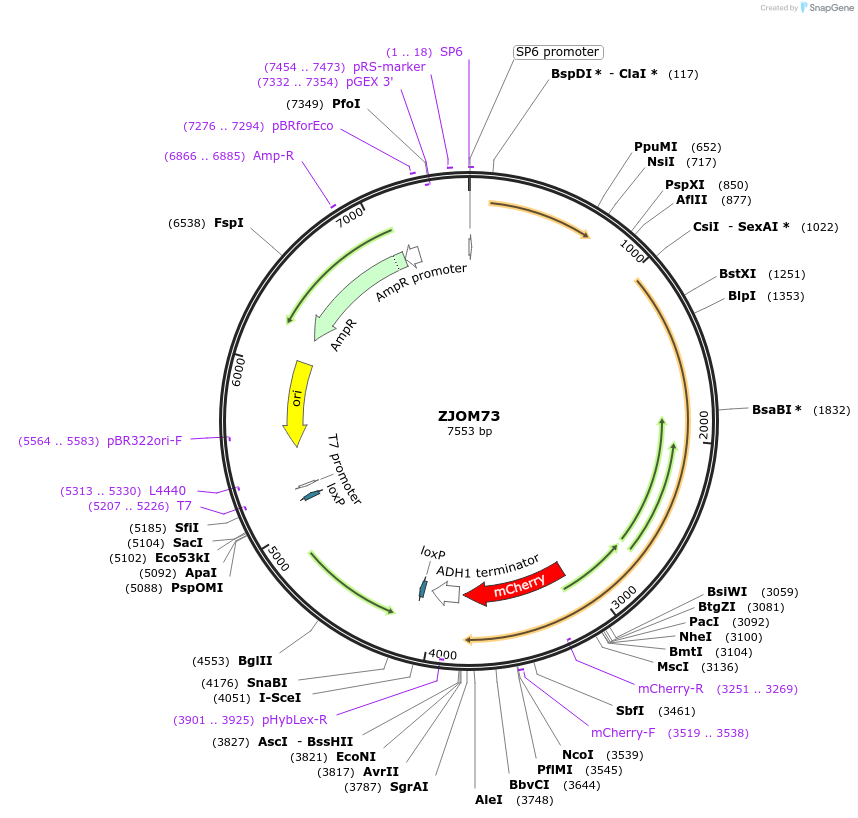 133651-plasmid-map-sequence-id-292109