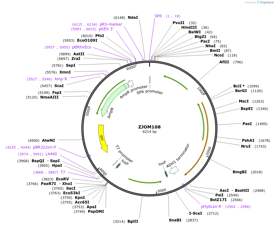 133665-plasmid-map-sequence-id-292111