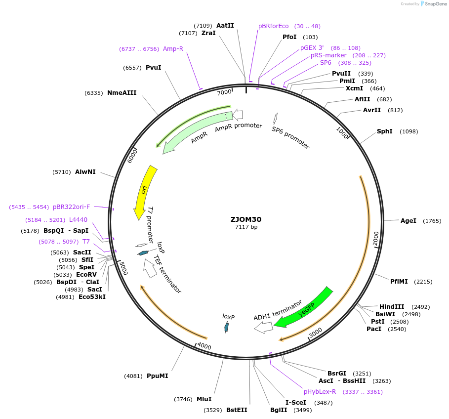 133673-plasmid-map-sequence-id-292116