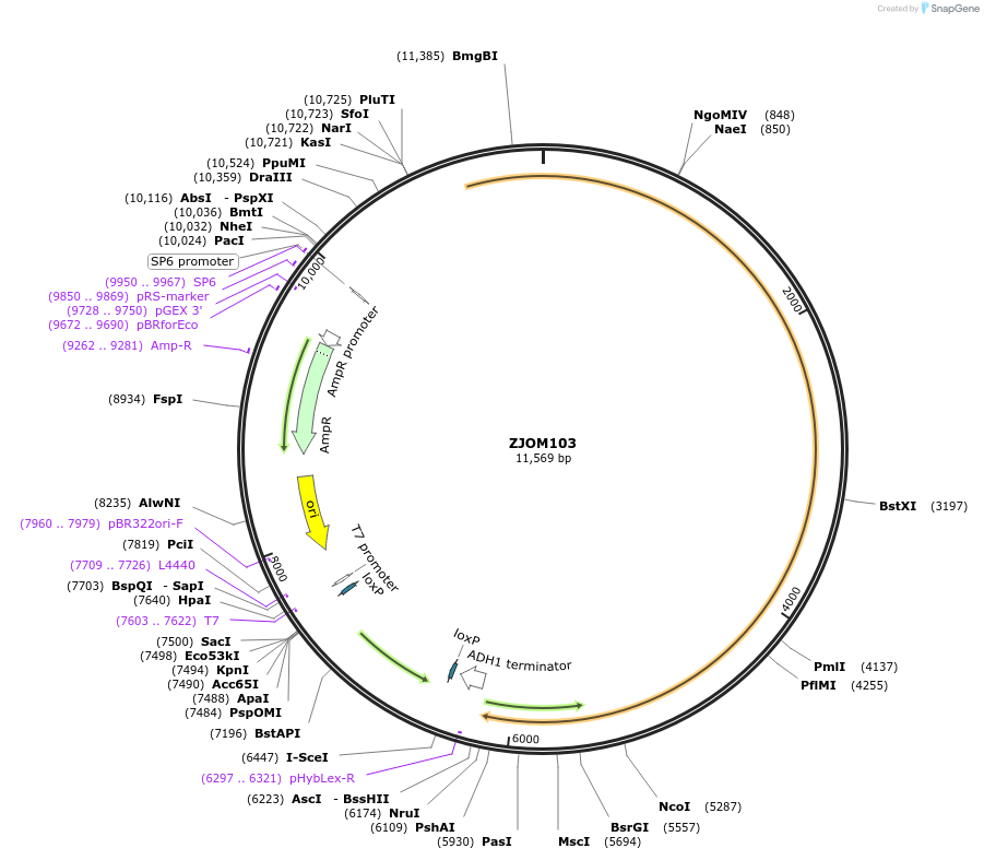 133664-plasmid-map-sequence-id-292147
